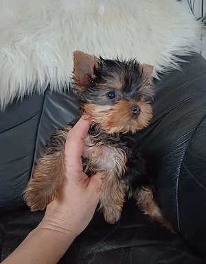Picike méretű yorkshire terrier kiskutyák eladóak