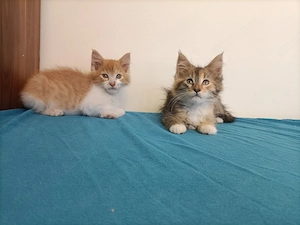 Maine coon  - kép 8