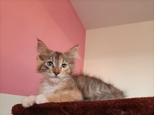 Maine coon 