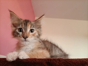 Maine coon  - kép 3