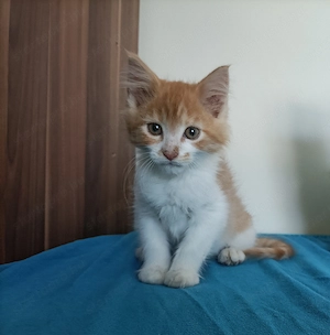 Maine coon  - kép 10