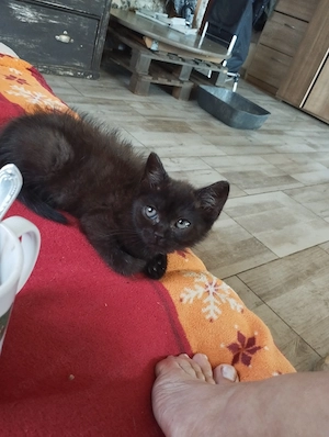 Perzsa kever k cica - kép 2