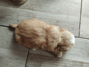 Bichon havanese kiskuty k - kép 6