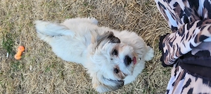5 hónapos Lhasa Apso kiskutya eladó - kép 2