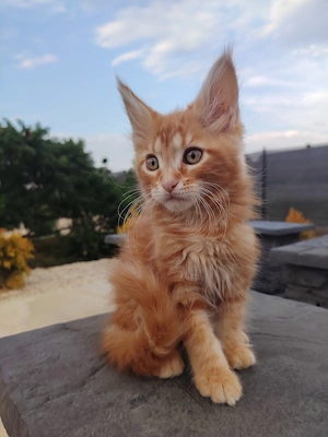 Gazdikereső maine coon kiscicák  - kép 2