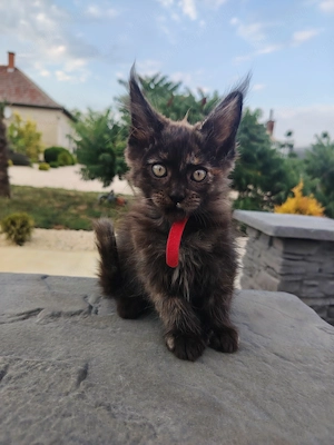 Gazdikereső maine coon kiscicák 