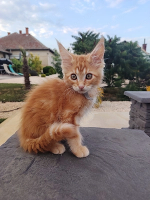 Gazdikereső maine coon kiscicák  - kép 3