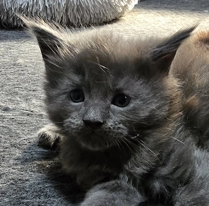 Maine coon kölyök  - kép 3