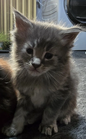 Maine coon kölyök  - kép 4