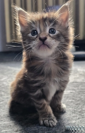 Maine coon kölyök  - kép 5