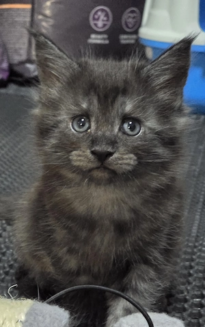 Maine coon kölyök 