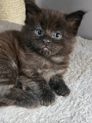 Maine coon kölyök  - kép 2