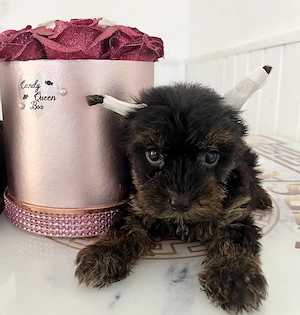Yorkie kisfiú eladó ! - kép 2