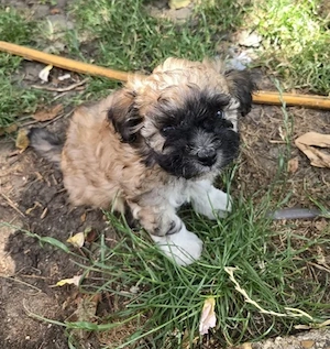 Bichon havanese kiskutyák  - kép 3