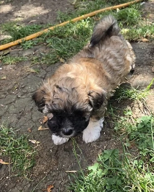 Bichon havanese kiskutyák  - kép 6