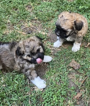 Bichon havanese kiskutyák  - kép 2