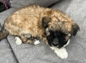 Bichon havanese kiskutyák  - kép 8