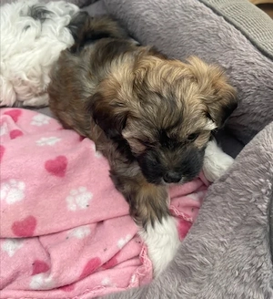 Bichon havanese kiskutyák  - kép 9