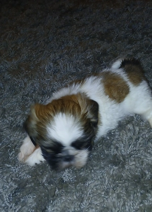 Shih-tzu szuka - kép 3