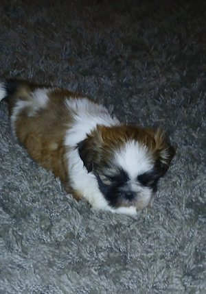 Shih-tzu szuka - kép 2