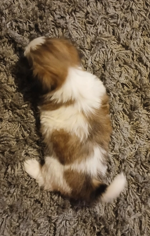 Shih-tzu szuka - kép 4