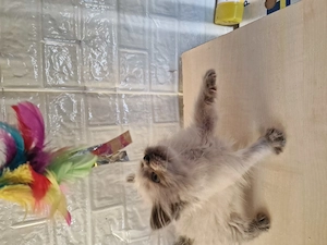 Ragdoll cicus költöznének