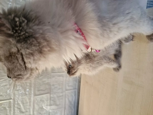 Ragdoll cicus költöznének - kép 3