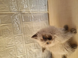 Ragdoll cicus költöznének - kép 5