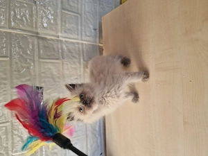 Ragdoll cicus költöznének - kép 4