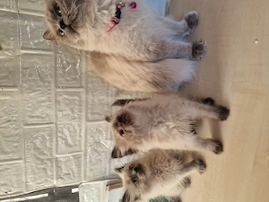 Ragdoll cicus költöznének - kép 2