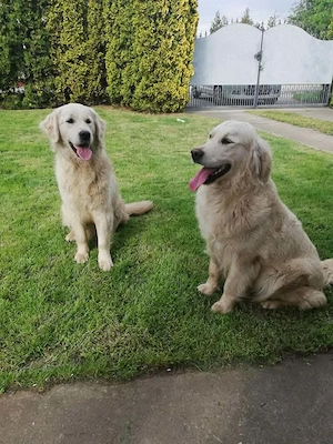 Golden Retriever kiskutyák foglalhatók  . - kép 4