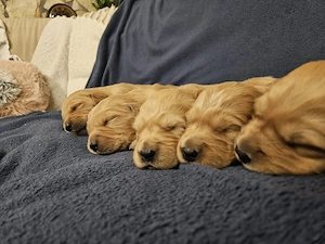 Golden Retriever kiskutyák foglalhatók  . - kép 3