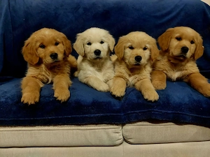 Golden Retriever kiskutyák foglalhatók  . - kép 2