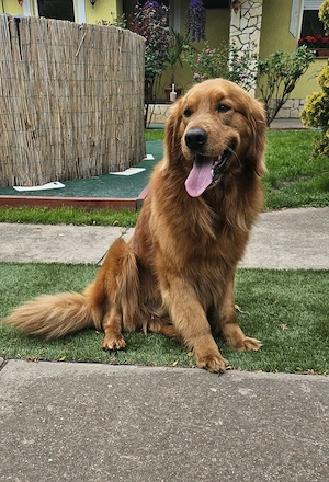 Golden Retriever kiskutyák foglalhatók  . - kép 5