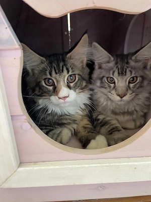 Maine coon kiscicák eladók!  - kép 3