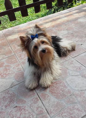  Yorki Yorkshire Biewer 2 hónapos 1 kisfiú és 1 kislány gazdit keres!  oltva!  - kép 4