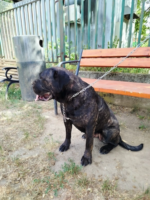 Cane Corso szuka kutya - kép 3