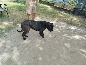 Cane Corso szuka kutya - kép 2
