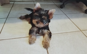 Yorkshire terrier jellegű fiú - kép 3