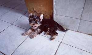Yorkshire terrier jellegű fiú - kép 2