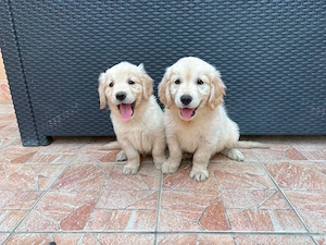 Golden Retriever kiskutyák