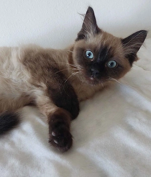 Ragdoll cica Blue Mink - kép 3