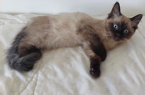 Ragdoll cica Blue Mink - kép 2