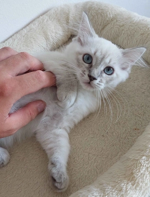 Ragdoll cica Blue Lynx - kép 3