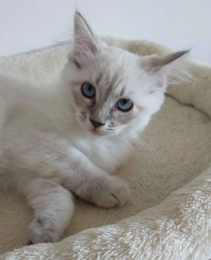 Ragdoll cica Blue Lynx - kép 4