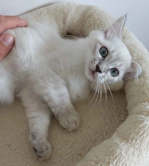 Ragdoll cica Blue Lynx - kép 5