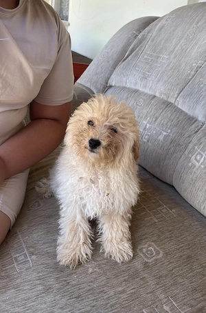 Maltipoo kan eladó - kép 2