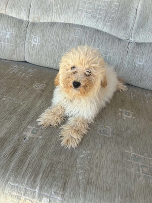 Maltipoo kan eladó - kép 3