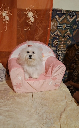 Gyönyörü sz p Bishon frise  - kép 2