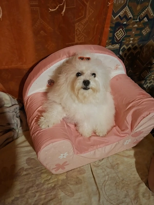 Gyönyörü sz p Bishon frise  - kép 3
